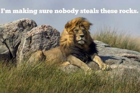 Photo of a lion laying on some rocks, surrounded by long grasses, his mane blowing in the breeze. Caption: I'm making sure nobody steals these rocks.
