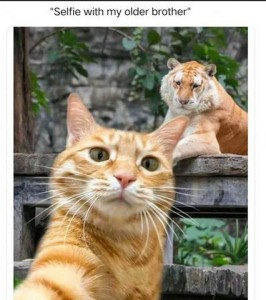 Closeup photo of a yellow tabby cat, right front leg outstretched as if taking a picture, and a tiger in the background. Caption: Selfie with my older brother.