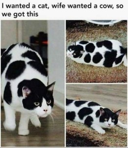 Photo of a white cat with a number of random black spots, shows in 3 positions. Caption: I wanted a cat, wife wanted a cow, so we go this.