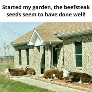 Photo of a house with several cows laying in the beds across the front. Caption: Started my garden, the beefsteak seeds seem to have done well!