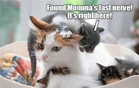 Photo of a mostly white cat with kittens around her, one of them is on her neck with a paw on her head, saying, "Found Momma's last nerve! It's right here!"
