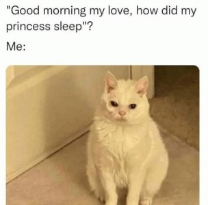 Text: "Good morning my love, how did my princess sleep?" Me: Photo of an unkempt white cat sitting on a carpet. Looks a little dazed. One eye appears slightly swollen.