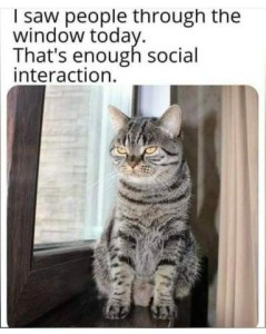 Photo of a gray tabby sitting on a windowsill. Caption: I saw people through the window today. That's enough social interaction.