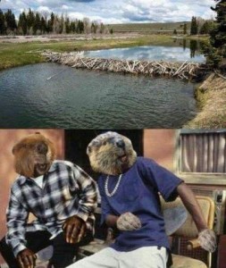 2 frames; top frame shows a pond with a beaver dam built all the way across from one side to the other. The other frame shows to "beavers" (people with beaver heads and hands), a man and a woman, looking at it with something like astonishment on their faces.