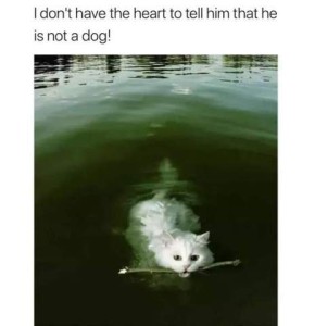 Photo of a white cat in a pond, swimming toward the camera with a stick in his mouth. Caption: I don't have the heart to tell him the he is not a dog!
