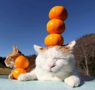 Photo of 2 cats laying outdoors, eyes closed. One has 3 oranges stacked and balanced on his head; the other has 2 oranges stacked next to his face.