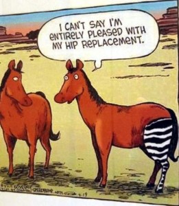 Cartoon of 2 horses standing in the dessert; one of them has a zebra leg for his left rear and he is telling the other, "I can't say I'm entirely pleased with my hip replacement."