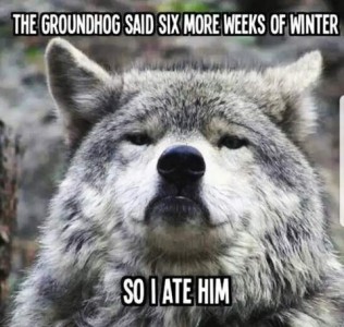 Closeup face shot of a wolf. Caption: The groundhog said six more weeks of winter. So I ate him.