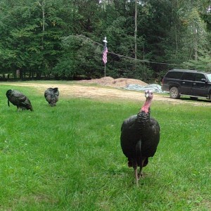 MOULTRIE DIGITAL GAME CAMERA