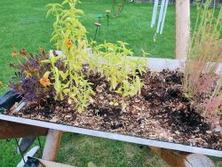 What has been digging in my herbs???