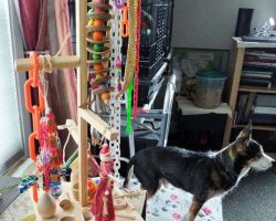 With the leftover wood the girls and Emma decided to make a parrot play stand. 6YO Luna was in charge of decorating it, and made sure the PoiBoiz would have LOTS of toys!