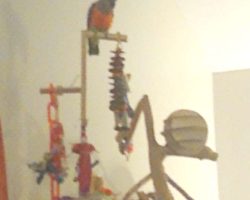 Max finally got brave enough to land on the play stand that Emma and the girls made for him.